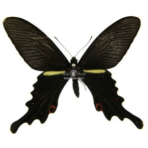 PAPILIO MACILENTUS